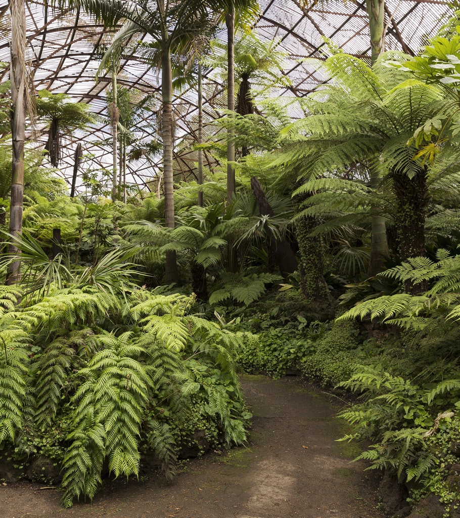 Lush fern garden.
